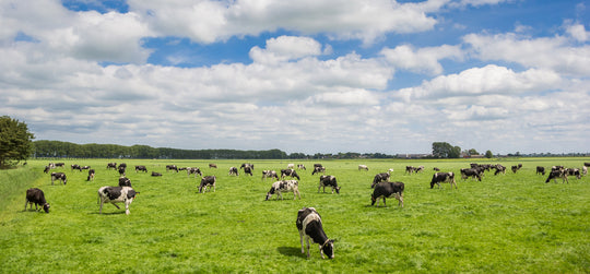 The Importance of Eating Pasture Raised Animals