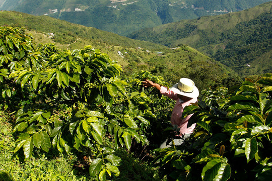Benefits of Organic Fair Trade Single Origin Coffee