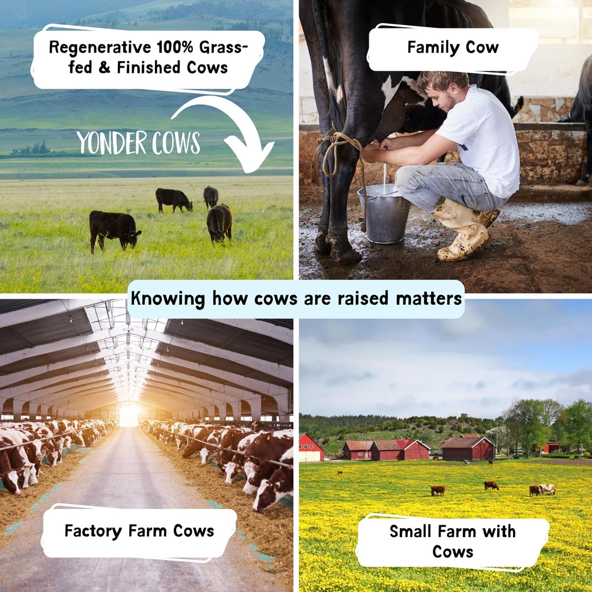 Yonder cows, family cow, factory farm, & small farm.