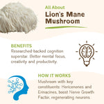 Lion's Mane Mushroom benefits for cognition, mental focus, and productivity.