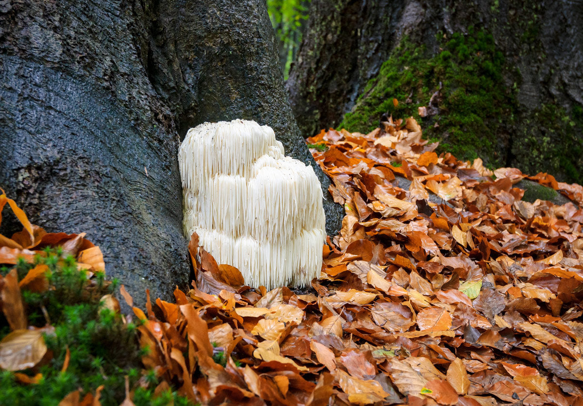 Lion's Mane Mushroom: A Beginner's Guide