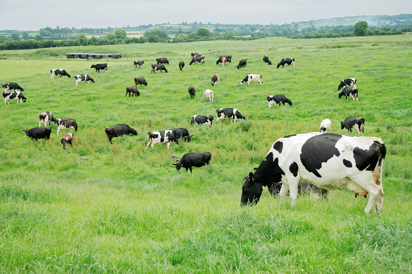 How We Source and Make Our Collagen: Our Commitment to Quality