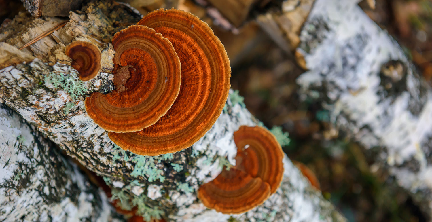 Chaga Mushrooms: Nature’s Secret for Reducing Stress and Anxiety – A Natural Adaptogen Boost