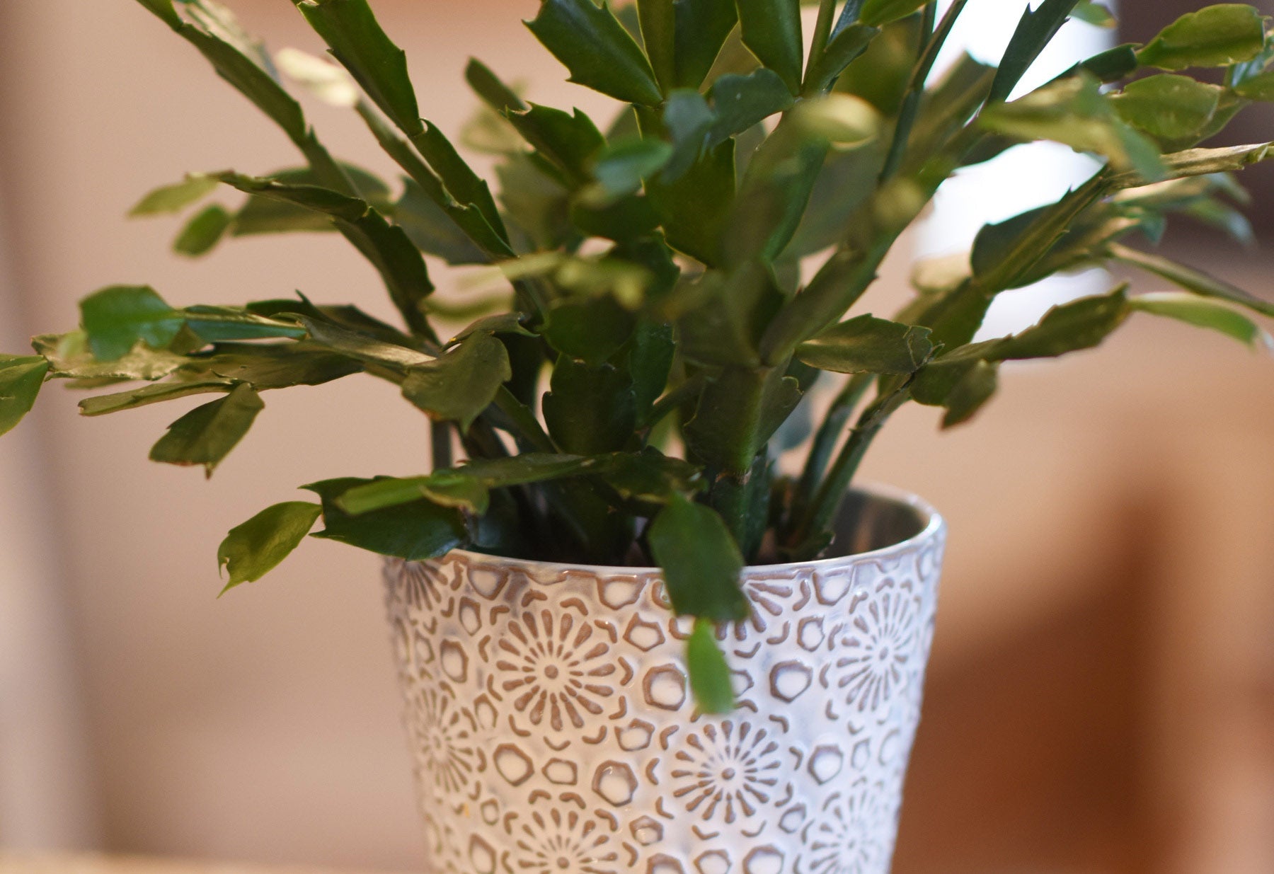 6 EASY Steps to Make the AIR Healthier in Your Home