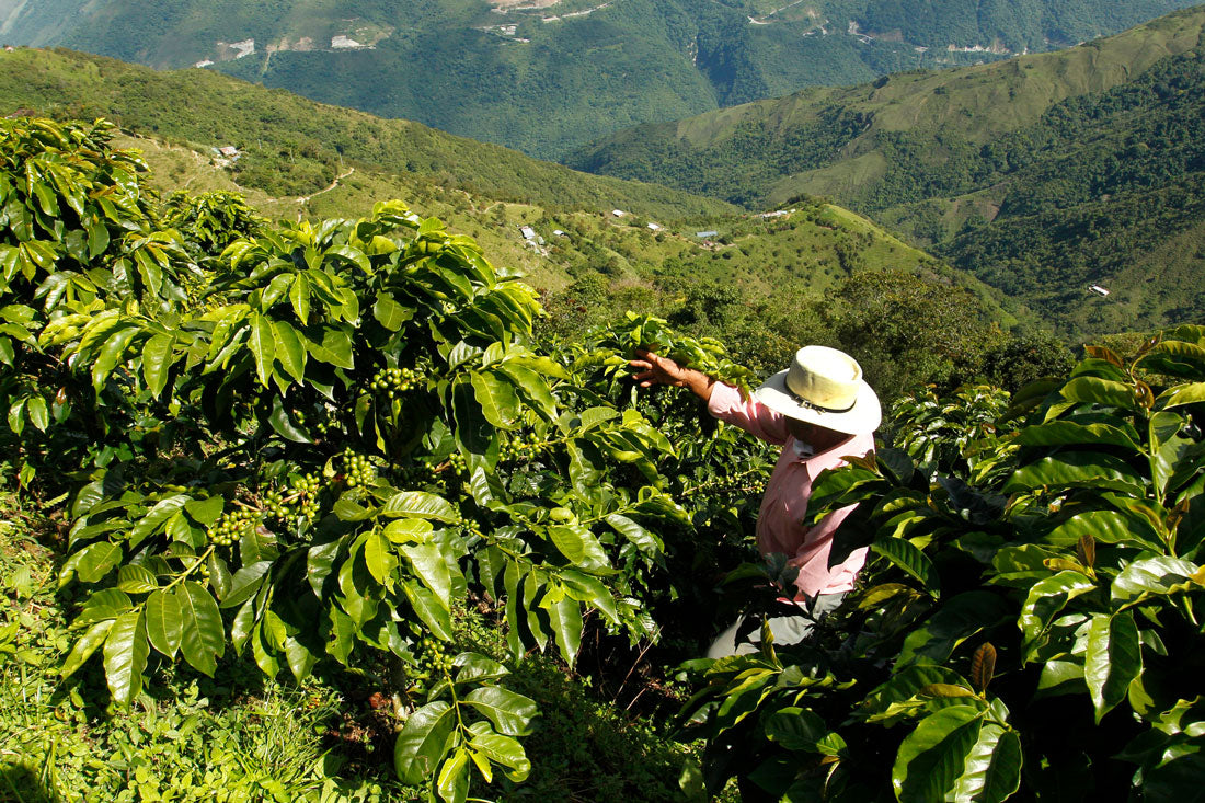 Benefits of Organic Fair Trade Single Origin Coffee