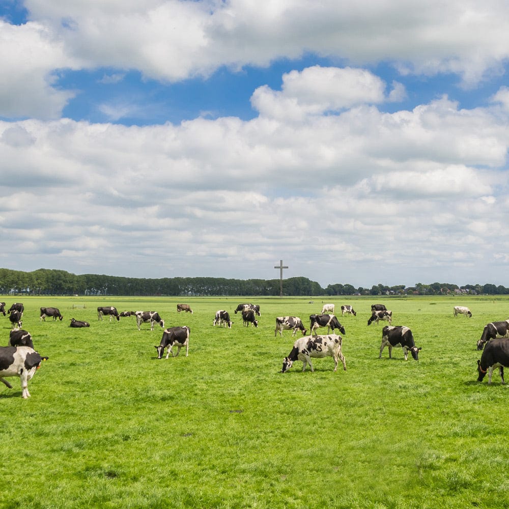 A pasture of grazing cows with a wooden cross on the horizon